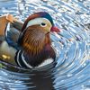 What Will Happen To Central Park's Marvelous Mandarin Duck?
